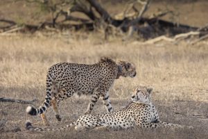 Home Southern Stars Safaris Kruger Safari luxury
