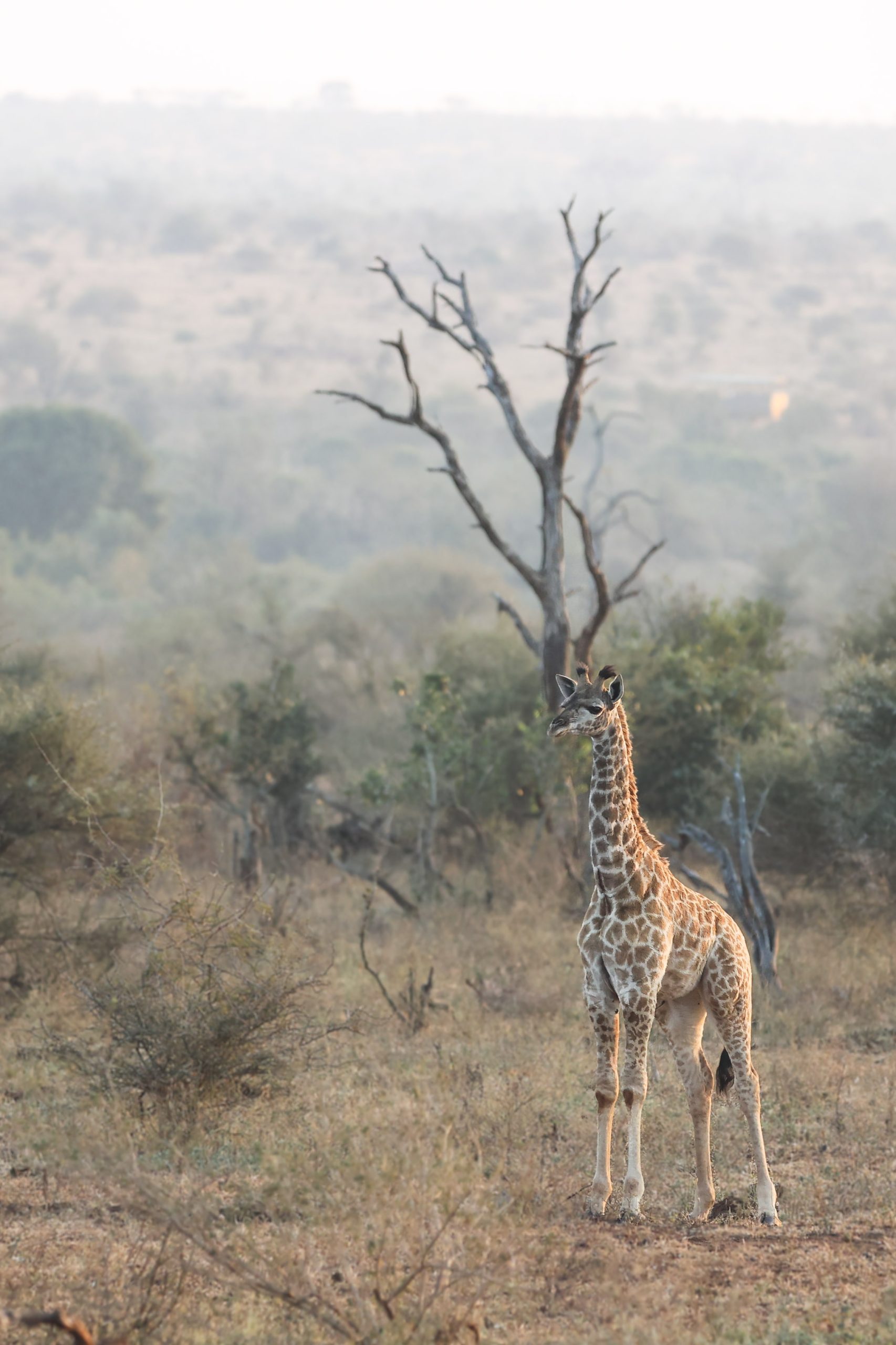 Southern Stars Safaris Kruger Safari luxury