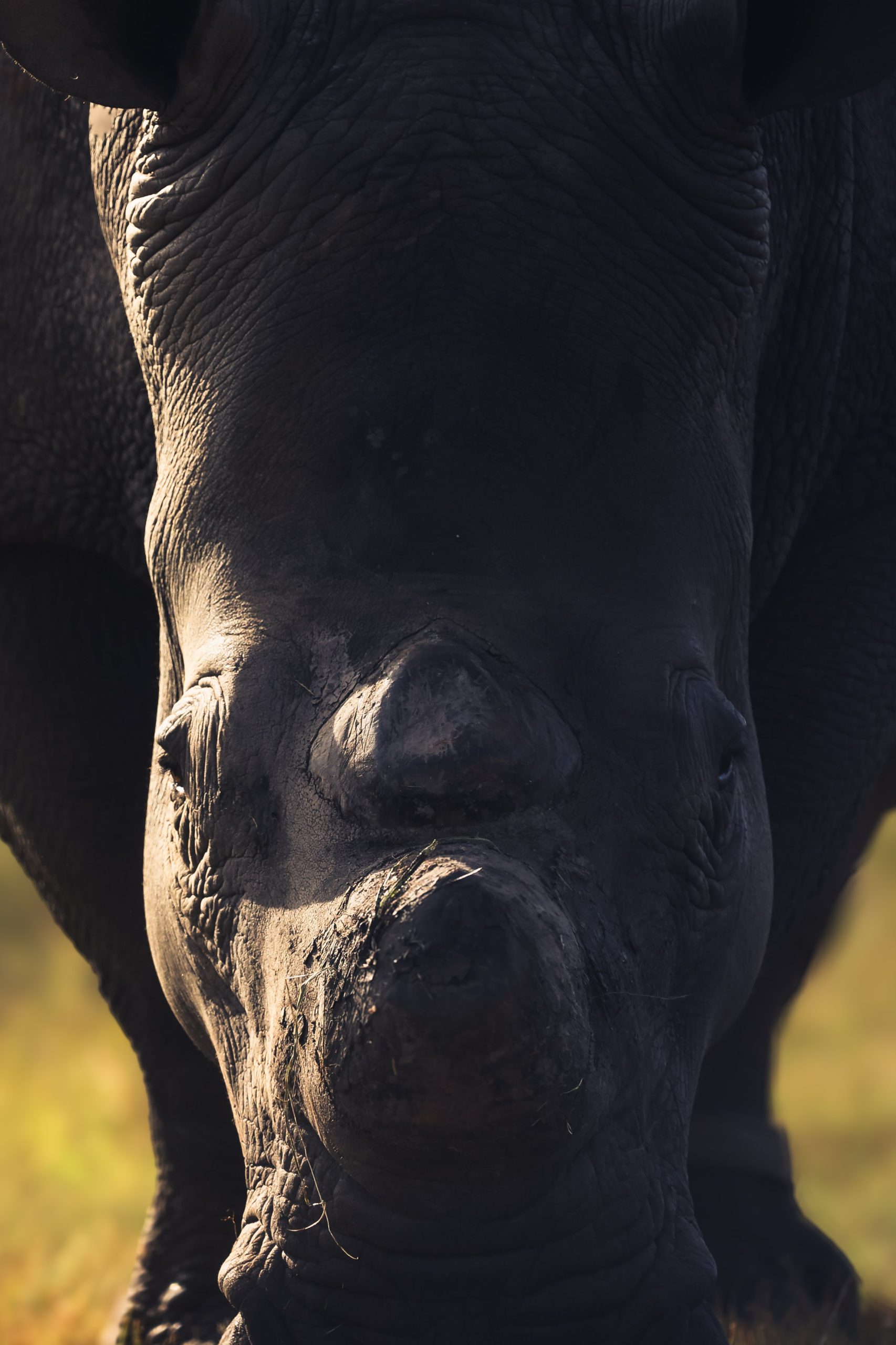 Southern Stars Safaris Kruger Safari luxury