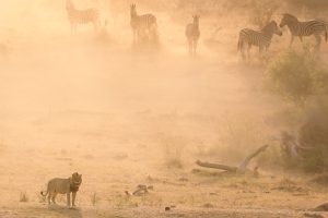 Home Southern Stars Safaris Kruger Safari luxury