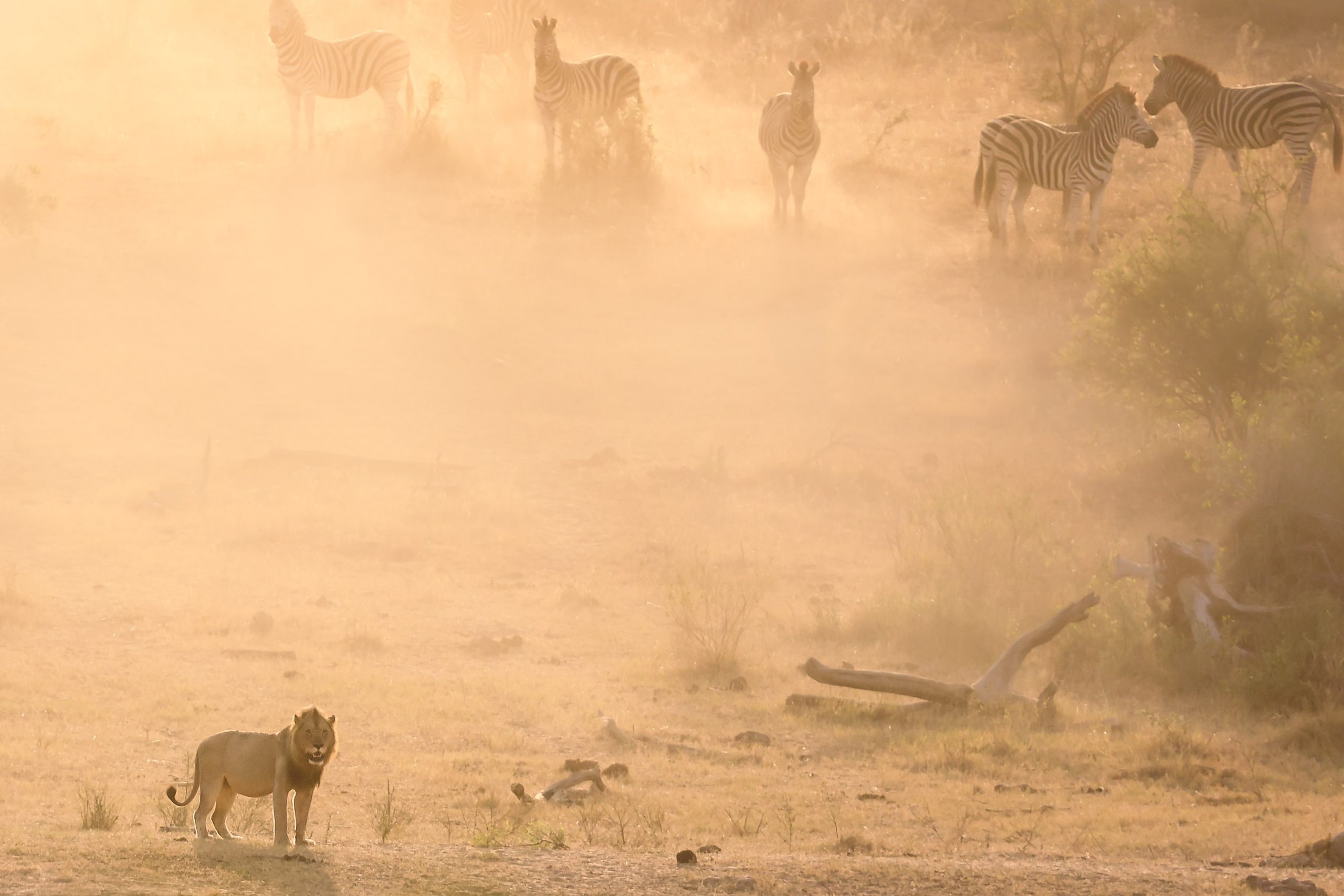 Southern Stars Safaris Kruger Safari luxury