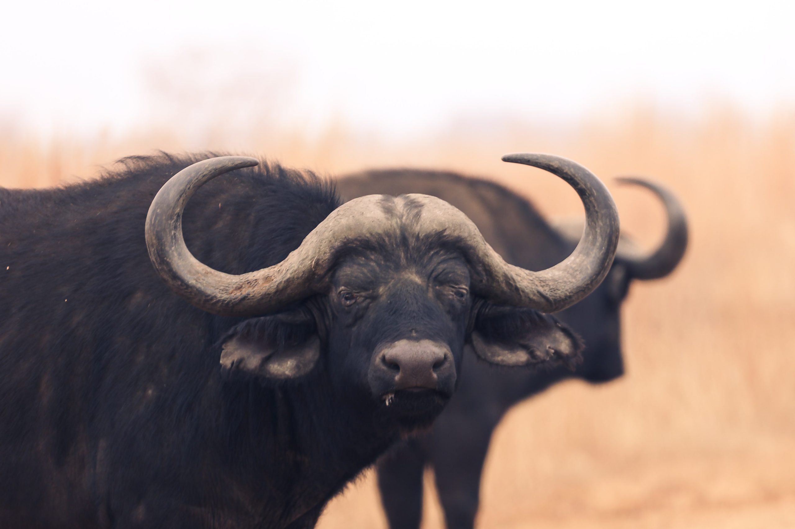 Southern Stars Safaris Kruger Safari luxury