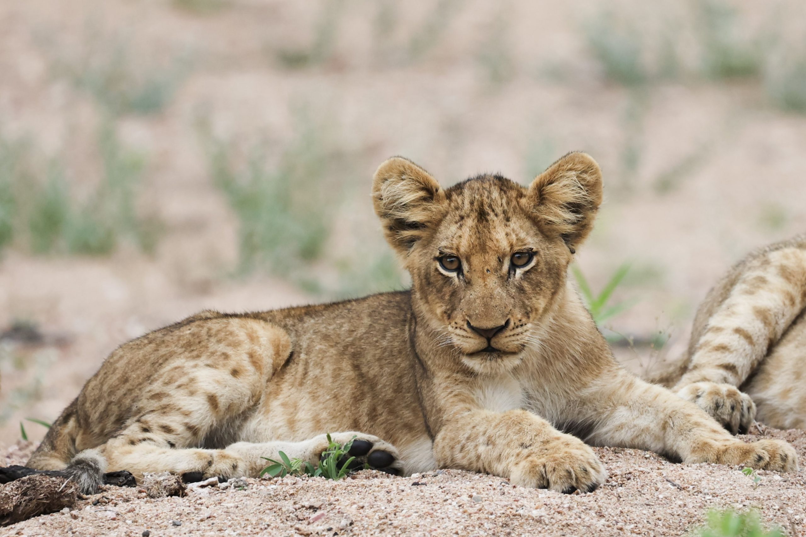 Southern Stars Safaris Kruger Safari luxury