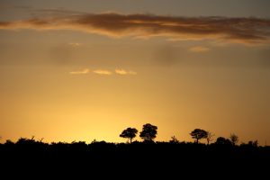 Home Southern Stars Safaris Kruger Safari luxury