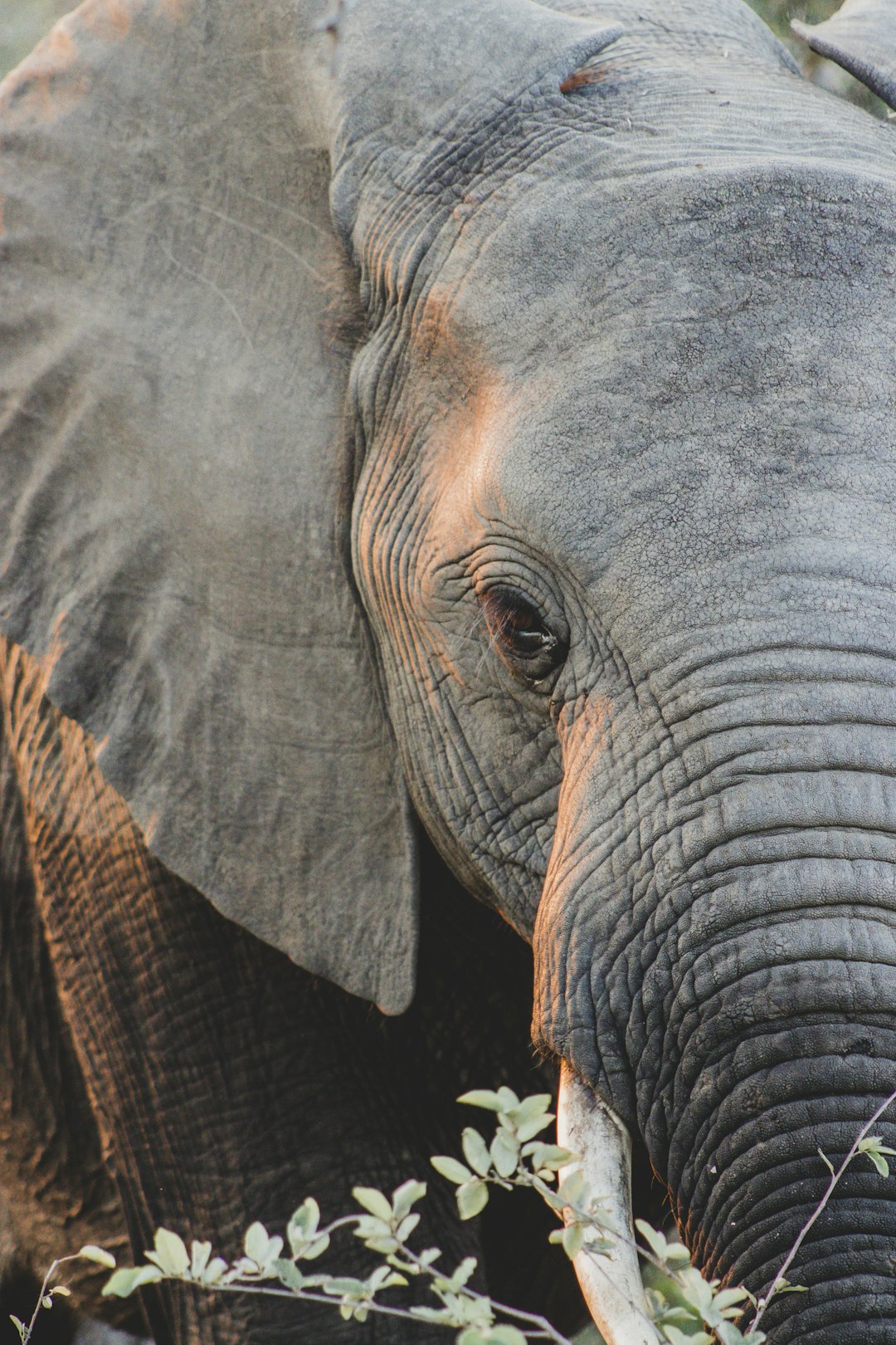 Elephant in Kruger Park, South Africa