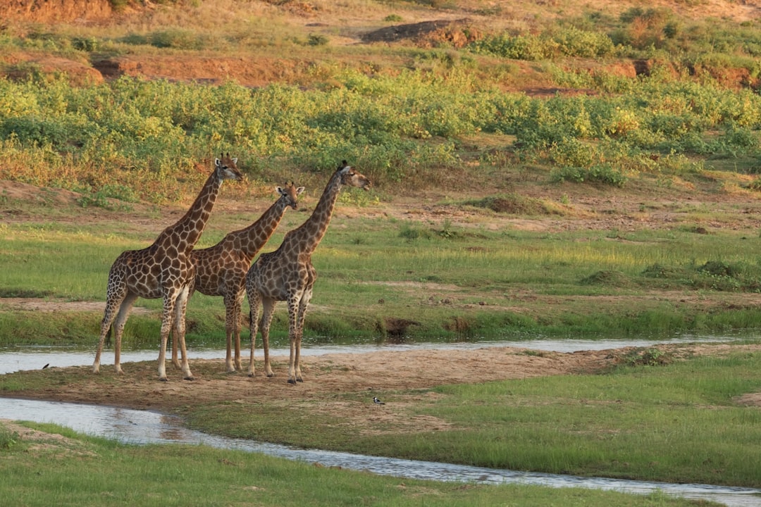 Giraffe