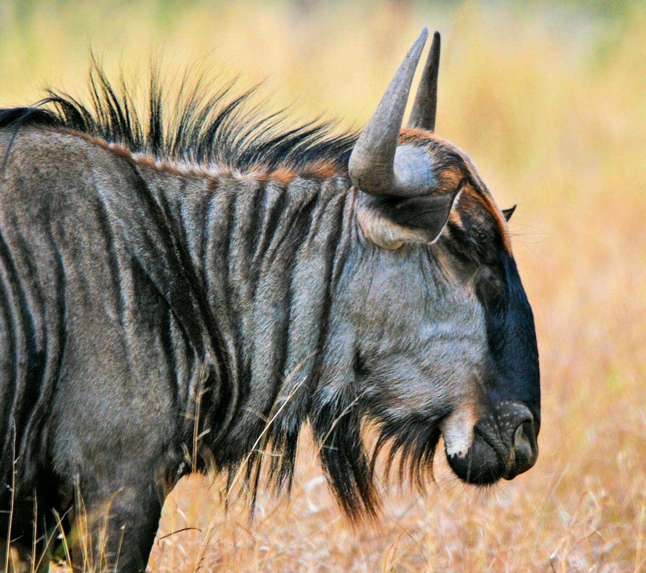 Close-up of a blue wildebeest (Connochaetes taurinus) grazing in Kruger Park, South Africa.