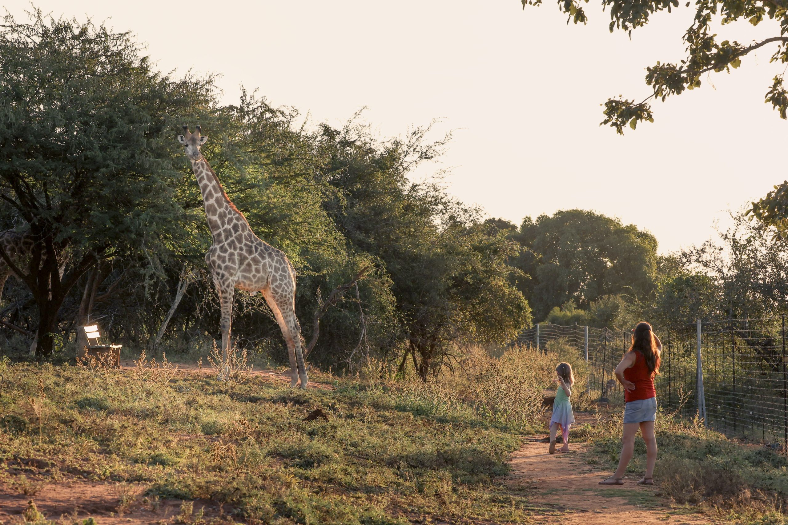 Kruger SLOWfari Souther Stars people Giraffe