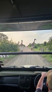 Giraffe Zebra Safari Kruger SLOWfari SOuthern stars safaris