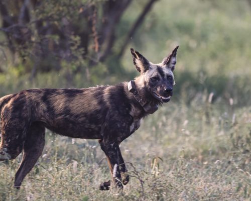Southern Stars Safaris Kruger Safari luxury