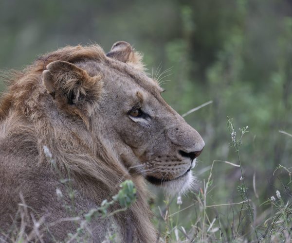 Southern Stars Safaris Kruger Safari luxury
