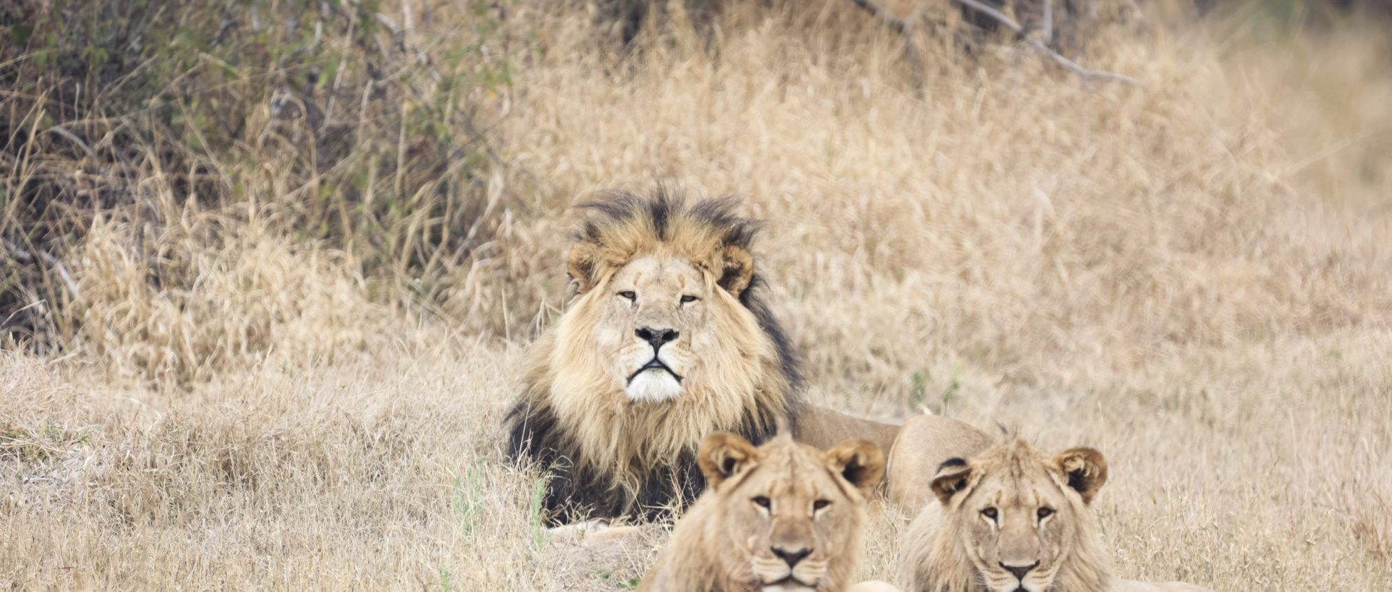Southern Stars Safaris Kruger Safari luxury